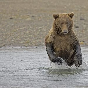 Grizzly Bear (Ursus arctos horribilis) adult, hunting salmon in water, Hallo Bay, Katmai N. P. Alaska, U. S. A