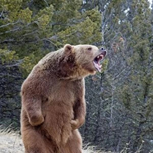 Grizzly Bear (Ursus arctos horribilis) adult, growling, standing on hind legs, Montana, U. S. A. january (captive)