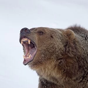Grizzly Bear (Ursus arctos horribilis) adult, growling, close-up of head, in snow, Montana, U. S. A. january (captive)