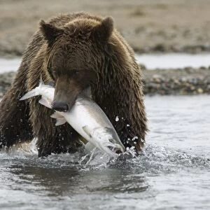 Grizzly Bear (Ursus arctos horribilis) adult, feeding, with freshly caught salmon in mouth, Katmai N. P. Alaska, U. S. A. august