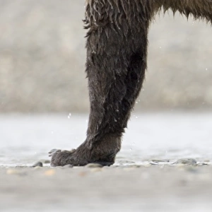 Grizzly Bear (Ursus arctos horribilis) adult, close-up of legs, walking along coastal creek, Katmai N. P. Alaska, U. S. A