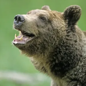 Grizzly Bear Print: Close-up of Adult Male's Head Grizzly Bear Print: Close-up of Adult Male's Head