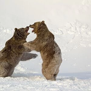 Grizzly Bear (Ursus arctos horribilis) two adults, fighting in snow, Montana, U. S. A. january (captive)