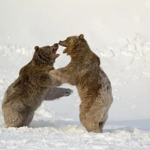 Grizzly Bear (Ursus arctos horribilis) two adults, fighting in snow, Montana, U. S. A. january (captive) Grizzly Bear (Ursus arctos horribilis) two adults, fighting in snow, Montana, U. S. A. january (captive)