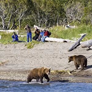 Grizzly Bear (Ursus arctos horribilis) two adults, at edge of water, with hikers taking photos in background, Katmai N. P. Alaska, U. S. A. august