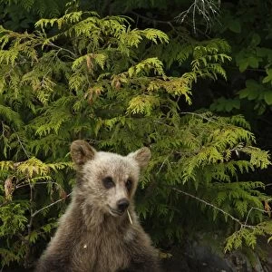 Grizzly Bear (Ursus arctos horribilis) cub, feeding on sedges, sitting on rock in temperate coastal rainforest