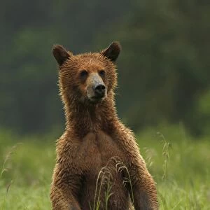 Grizzly Bear (Ursus arctos horribilis) cub, standing on back legs in clearing of temperate coastal rainforest
