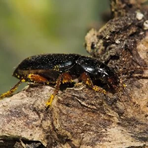 Ground Beetle (Harpalus affinis) adult, with pollen grains on legs, walking across dead wood in garden, Belvedere