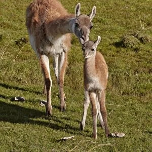 Guanaco (Lama guanicoe) adult female with calf, standing together, Torres del Paine N. P