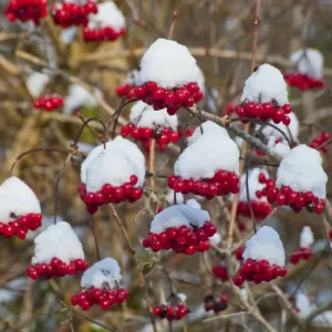 Guelder Rose (Viburnum opalus) snow covered berries, Chipping, Lancashire, England, december Guelder Rose (Viburnum opalus) snow covered berries, Chipping, Lancashire, England, december