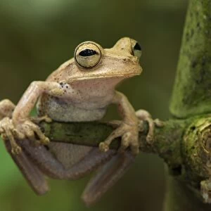 Gunthers Banded Treefrog (Hypsiboas fasciatus) adult, clinging to spine, Los Amigos Biological Station, Madre de Dios