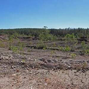 Habitat regeneration, gradual recolonisation of pine saplings and vegetation in exhausted Bauxite aluminium ore
