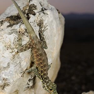 Haggier Massif Rock Gecko (Pristurus insignoides) adult, on rock in desert at night, Socotra, Yemen, march