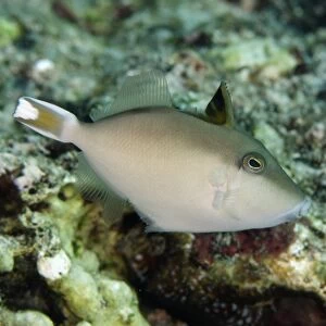 Halfmoon Triggerfish (Sufflamen chrysopterum) juvenile, swimming, Tanjung Mamau, Wetar Island, Barat Daya Islands
