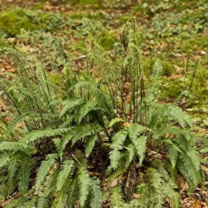 Hard Fern (Blechnum spicant) with fertile fronds, East Lyn River Valley, Exmoor N. P. Devon, England, October