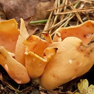 Hares Ear (Otidea onotica) fruiting body, growing in old woodland, Wiltshire, England, september