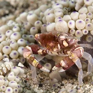 Harlequin Crab (Lissocarcinus orbicularis) adult female, releasing eggs near Anemone (Heteractis malu), Lembata Island, Solor Archipelago, Lesser Sunda Islands, Indonesia