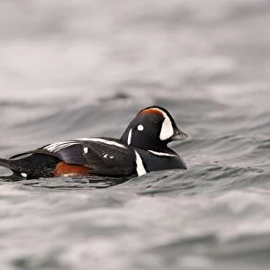 Harlequin Duck (Histrionicus histrionicus) adult male, breeding plumage, swimming, Iceland, June