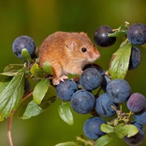 Harvest Mouse (Micromys minutus) adult, climbing on Blackthorn (Prunus spinosa) fruit, Norfolk, England, august