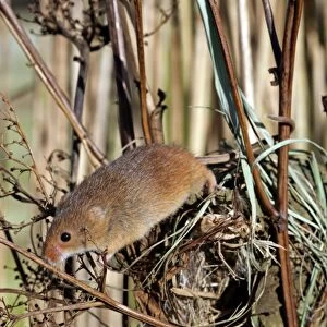 Harvest Mouse (Micromys minutus) adult, climbing on nest in reedbed, England, january (captive)
