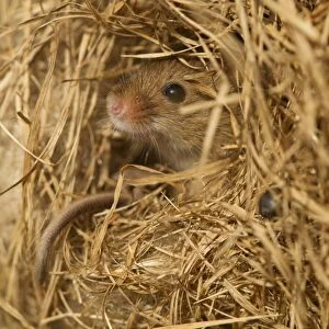 Harvest Mouse (Micromys minutus) adult, at breeding nest in reeds, England, April (controlled)