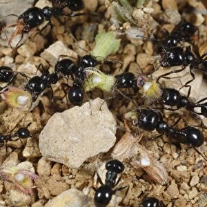 Harvester Ant (Messor barbara) adult workers, large and small headed types, collecting seeds, near Minerve, Herault, Languedoc-Roussillon, France, may