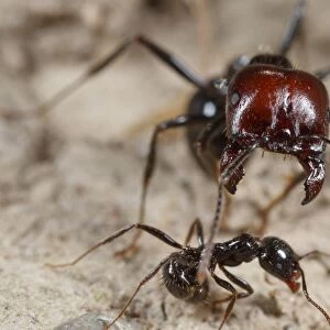 Harvester Ant (Messor barbara) major and minor workers, major worker with jaws open in defensive posture