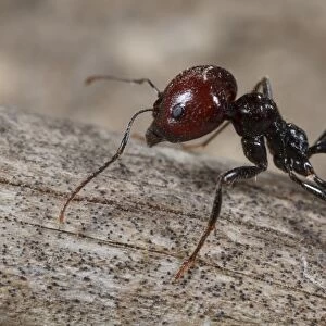 Harvester Ant (Messor barbara) median worker, Chaine des Alpilles, Bouches-du-Rhone, Provence, France, June