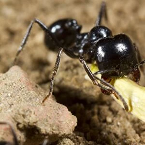 Harvester Ant (Messor bouvieri) adult, median worker carrying seed back to nest, Montagne de la Clape, Aude