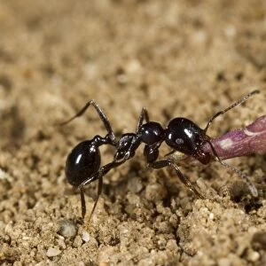 Harvester Ant (Messor bouvieri) adult, minor worker carrying seed back to nest, Montagne de la Clape, Aude