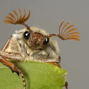 Head and antennae of an adult cockchafer (Melolontha melolontha) or may-bug on a leaf