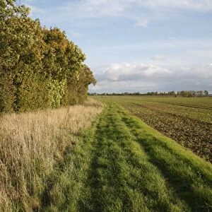 Headland set-a-side strip between hedgerow and arable field, Bacton, Suffolk, England, october