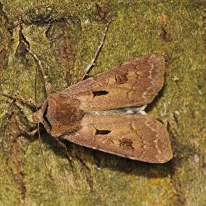 Heart and Dart (Agrotis exclamationis) adult, resting on bark, Thursley Common National Nature Reserve, Surrey