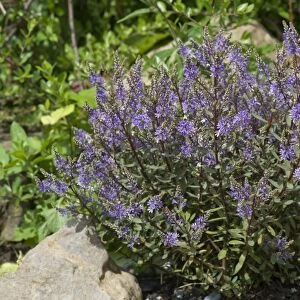 Hebe " Caledonia" a shrubby veronica hebe flowering on a rockery