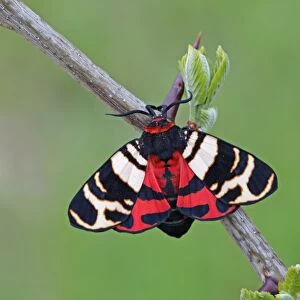 Hebe Tiger Moth (Arctia festiva) adult, resting on twig, Dobrogea, Romania, may