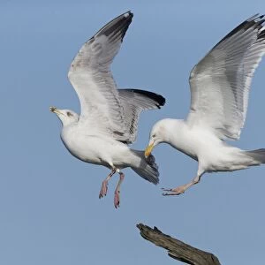 Herring Gull (Larus argentatus) adult, breeding plumage, in flight, displacing immature, third winter plumage