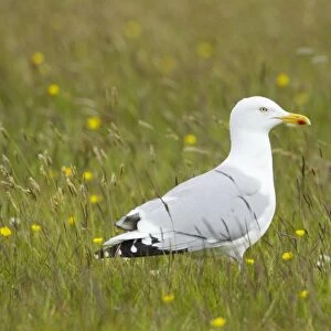 Herring Gull (Larus argentatus) adult, summer plumage, standing in meadow, Shetland Islands, Scotland, June