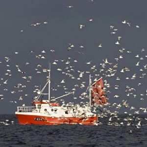 Herring Gull (Larus argentatus) flock, following fishing trawler at sea, Varanger Fjord, Northern Norway, march