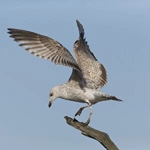 Herring Gull (Larus argentatus) immature, balancing on tree branch, Suffolk, England, February