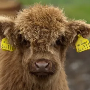 Highland Cattle Print - Close-up of a calf with ear tags Highland Cattle Print - Close-up of a calf with ear tags