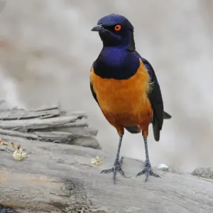 Hildebrandt's Starling Print, Adult Perched on Branch Hildebrandt's Starling Print, Adult Perched on Branch