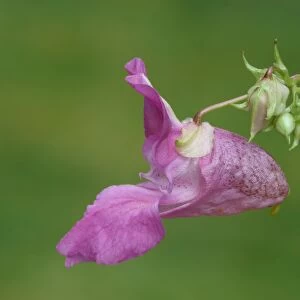 Himalayan Balsam (Impatiens glandulifera) introduced invasive species, close-up of flower, Leicestershire, England