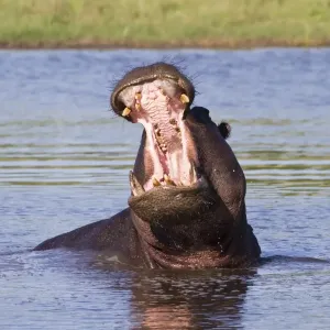 Hippopotamus (Hippopotamus amphibius) adult male, yawning aggressive display in water, Okavango Delta, Botswana Hippopotamus (Hippopotamus amphibius) adult male, yawning aggressive display in water, Okavango Delta, Botswana