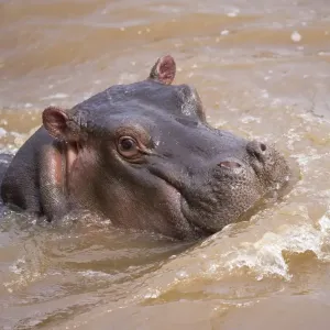 Hippopotamus (Hippopotamus amphibius) young, close-up of head, in water, Masai Mara, Kenya Hippopotamus (Hippopotamus amphibius) young, close-up of head, in water, Masai Mara, Kenya
