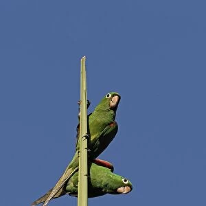 Hispaniolan Parakeet (Psittacara chloroptera) adult pair, perched on top spike of palm tree, Botanical Gardens