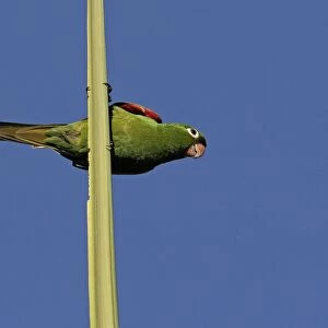 Hispaniolan Parakeet (Psittacara chloroptera) adult, perched on top spike of palm tree, Botanical Gardens