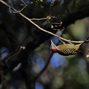 Hispaniolan Woodpecker (Melanerpes striatus) adult female, hanging from twig in fruiting tree, Botanical Gardens