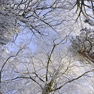 Hoar frost on deciduous and coniferous trees, Staffordshire, England, December