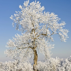 Hoar frost on Oak (Quercus sp. ) tree, Staffordshire, England, December