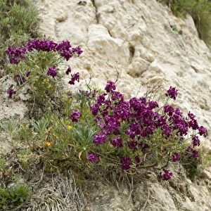 Hoary stock, Matthiola incana, flowering with other vegetation on the cliffs at Beer Beach in Devon